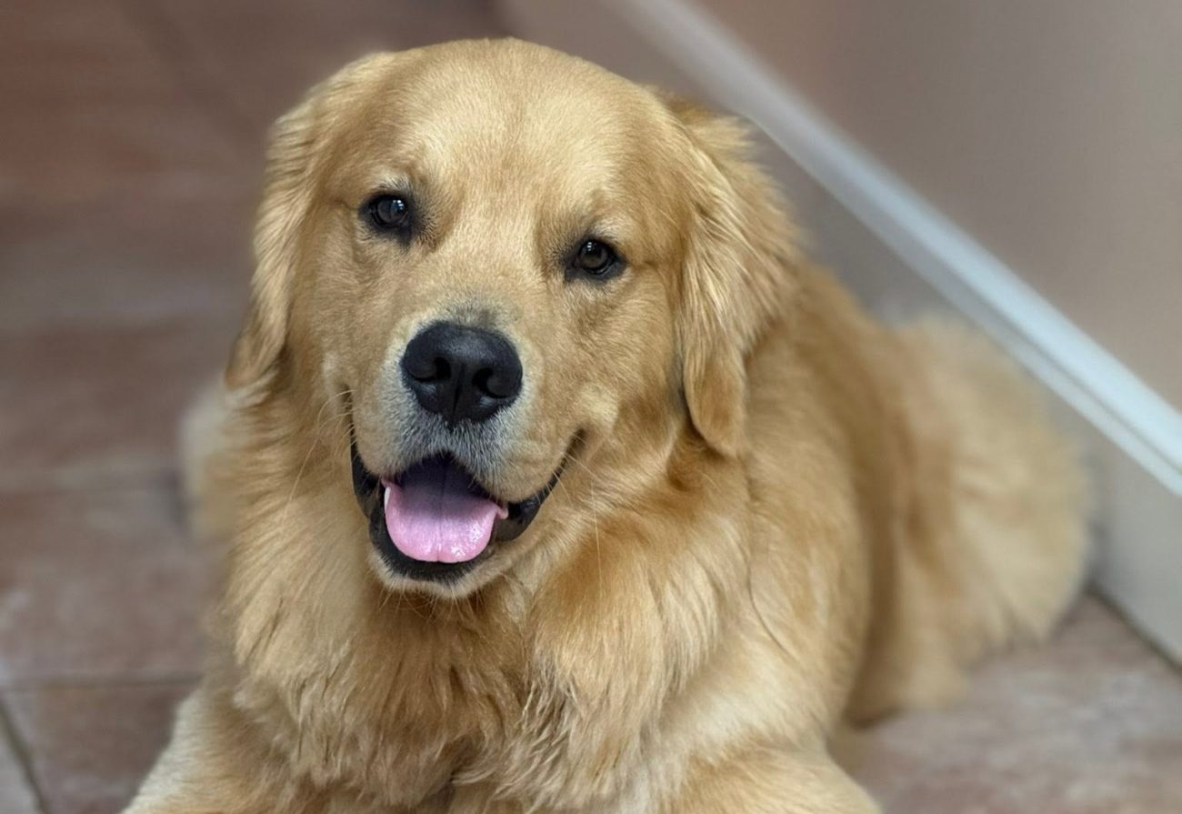 A Dog Named Blaze Shares God’s Love in Drexel Hill